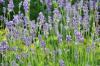 Kapan dan berapa lama lavender mekar? Fakta tentang masa kejayaan di seluruh dunia
