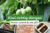 Kiwi bemesten: wanneer, waarmee en hoe vaak?