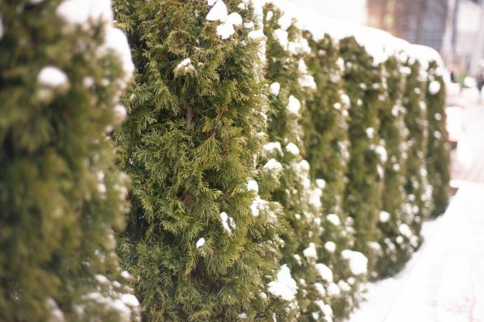 Iarna gard viu de conifere
