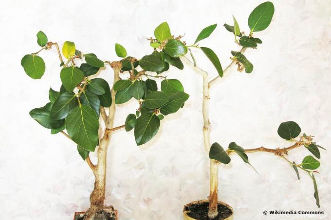 ბანიანი ლეღვი (Ficus benghalensis)
