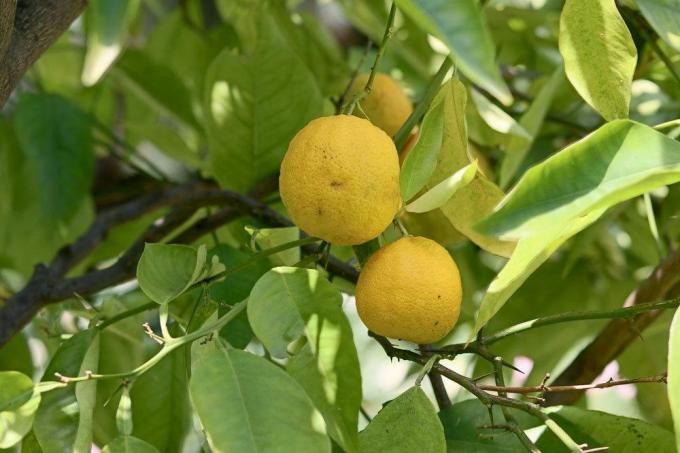 Citronu koks dārzā