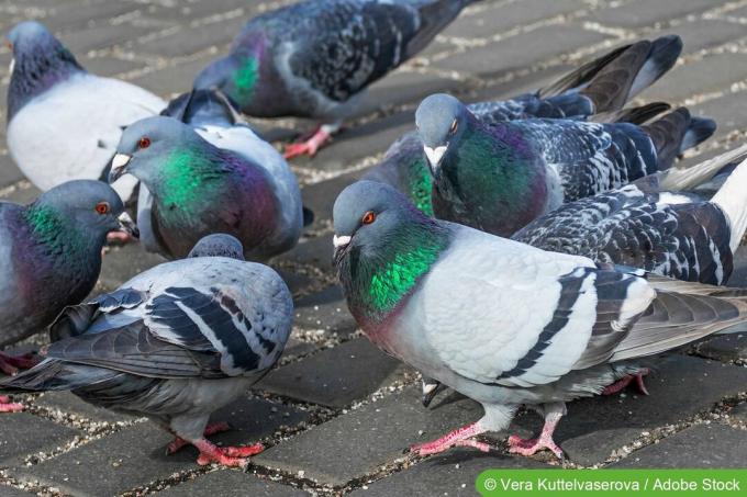 Pigeons mangeant