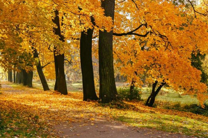 أوراق الخريف الملونة