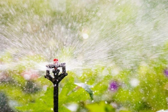 Irrigation du jardin avec système d'arrosage