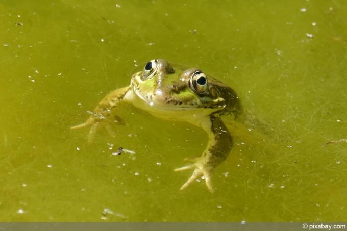 Žaba v ribniku z algami - Alge v ribniku z žabami