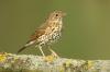 Song thrush: song, pictures & profile