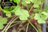 Fight wood sorrel: destroy in the lawn and in joints