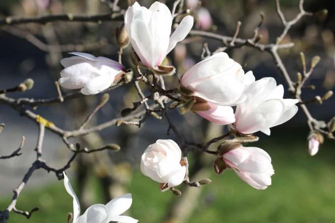 Magnolia - magnolia
