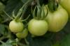 Moneymaker tomat: tips om planting og stell