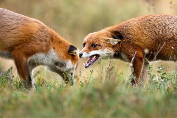 Fox le grita a su rival