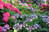 Fertilizante de hortensias: todo lo que necesita saber de un vistazo