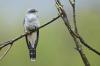 Cuckoo: sarang, panggilan, burung muda, gambar & Co.