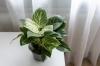 12 populiarių baltai margų augalų