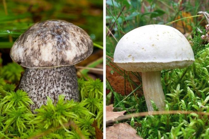 Champignon du bouleau très décolorant (Leccinum variicolor) et champignon duveteux du bouleau (Leccinum holopus)