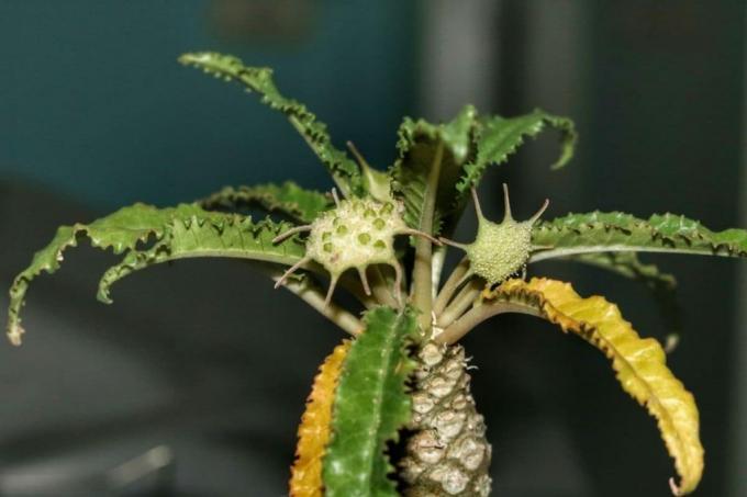 Dorstenia gevrek ssp. lancifolia