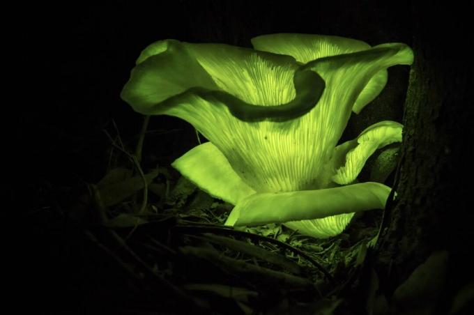 champignons verts brillants