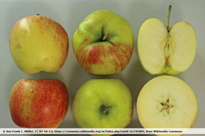 Odrůda jablek 'Delbarestivale'
