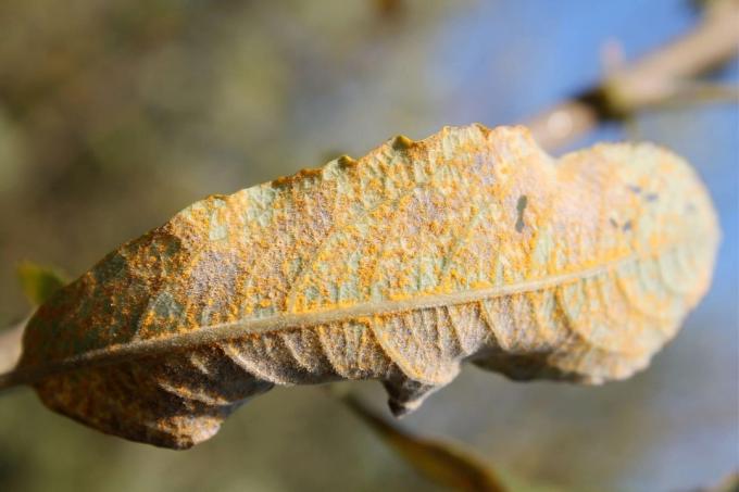 leaf affected by willow rust