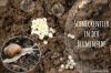 培養土のカタツムリの卵を認識する