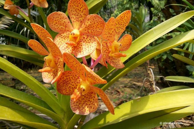 rumeni listi na rastlini orhidej