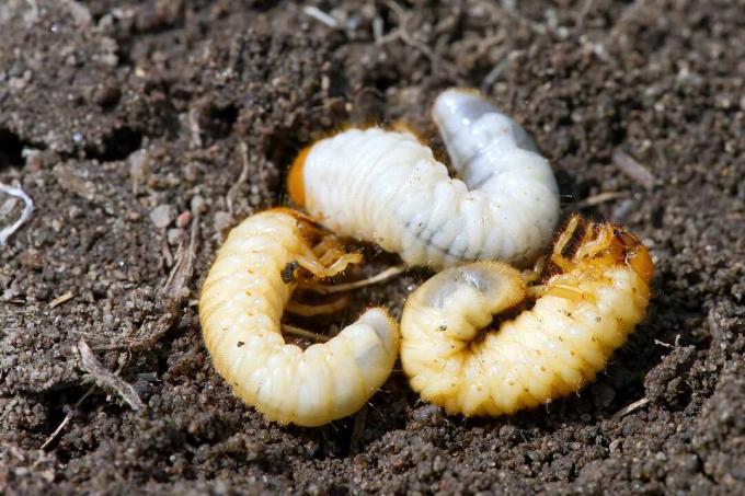 May beetle grub larvae