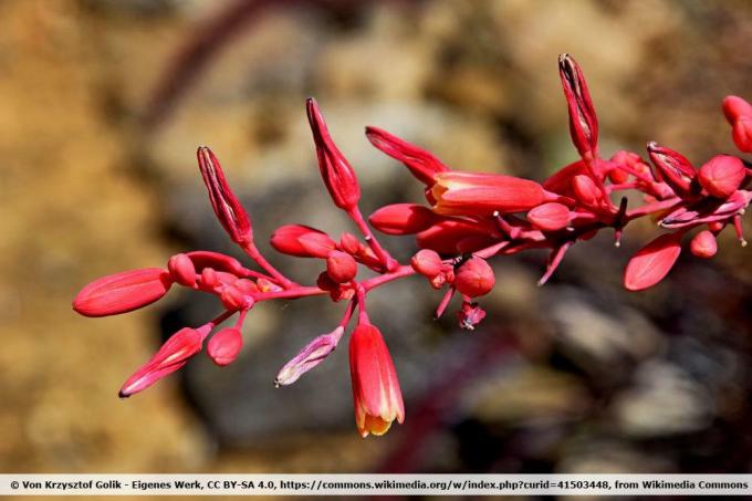Lidah buaya barat berbunga kecil, Hesperaloe parviflora