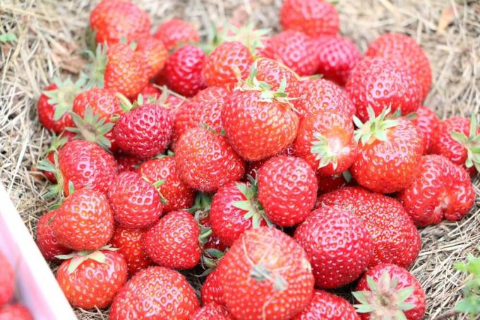 successful strawberry harvest
