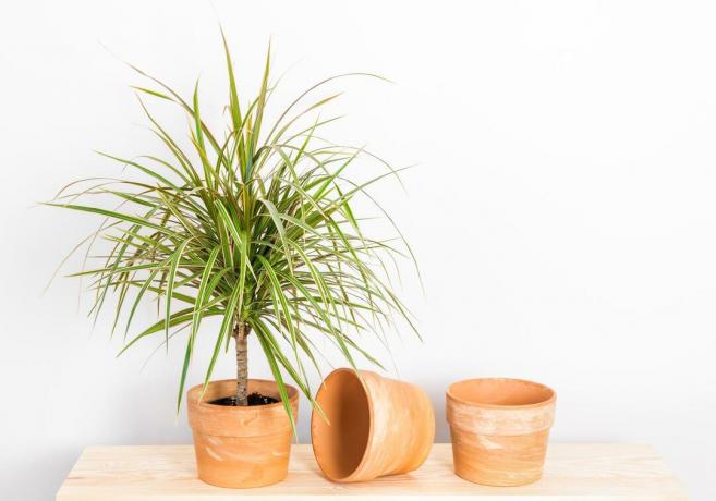 Dragon tree in a clay pot stands in front of a white wall