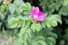 Mossros (Rosa centifolia var. muscosa): vård från A till Ö