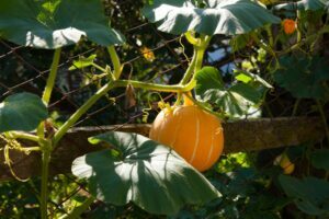 Pumpkin climbing aid: why & how to grow pumpkins