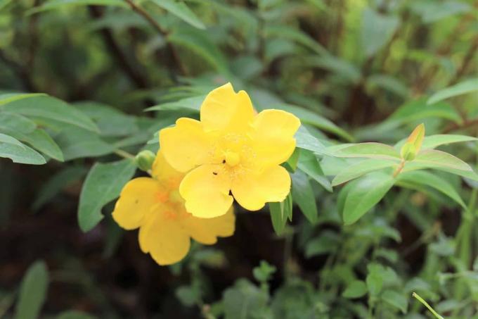 Sunătoare cu flori mari „Hidcote” (Hypericum)