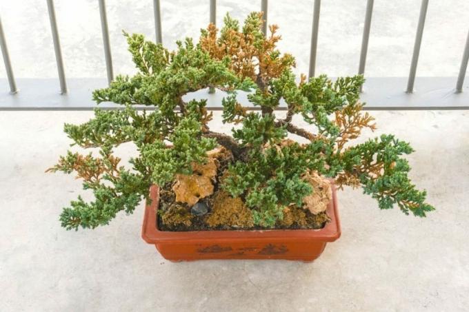 zieke bonsai