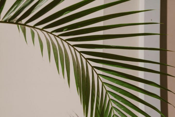 Kentia palmblad