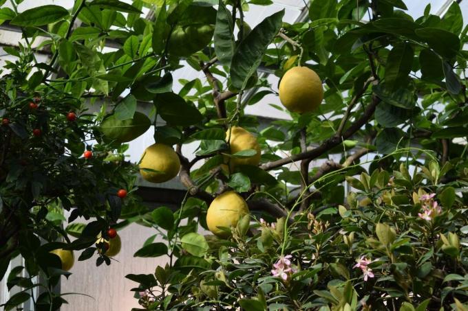 עץ לימון עם פירות בפנים