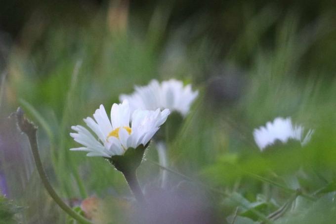 חינניות הן בין הפרחים המפורסמים ביותר במרכז אירופה
