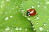 Feeding ladybugs: what do ladybugs eat in winter?