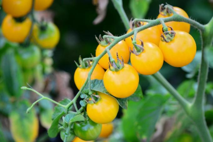 Sarı kiraz domates