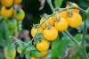 Gula tomater: de bästa sorterna och planteringstipsen
