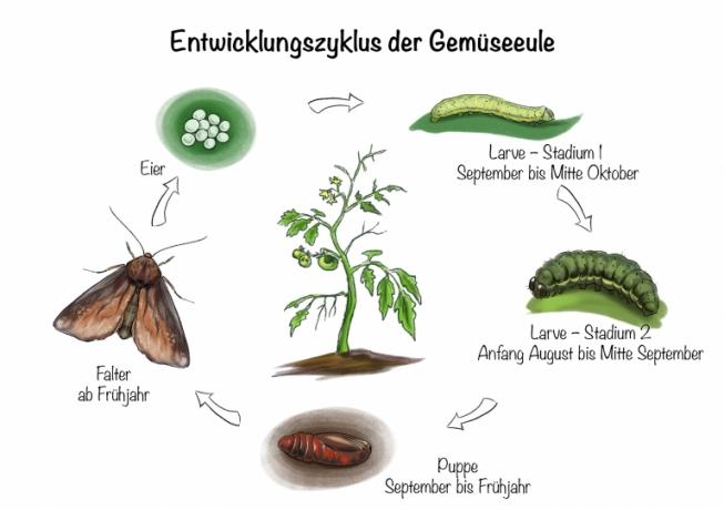 Daržovių pelėdos vystymosi ciklas