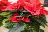 Caring for the advent star, poinsettia plant properly