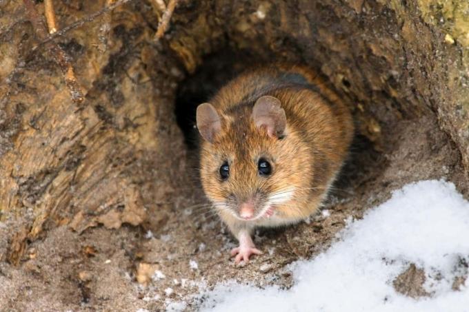 tikus di musim dingin