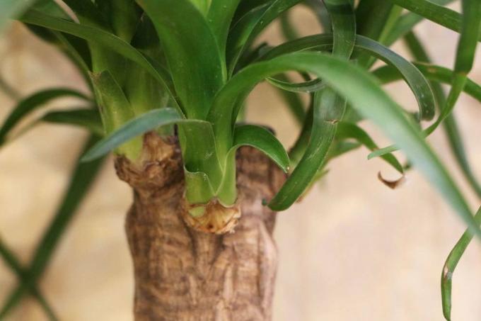 A palmeira da iúca é venenosa para humanos e animais de estimação