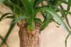 Is the yucca palm poisonous? Information for people and pets