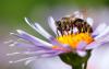 Bee Friendly Flowers: 15 blommor för bin