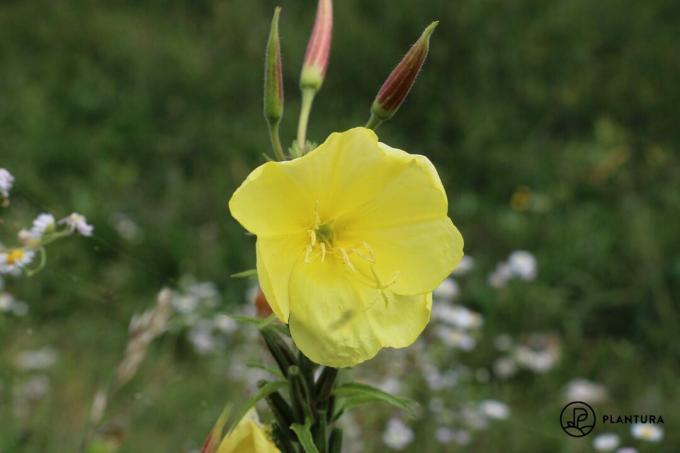 otvorený kvet pupalky