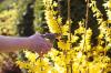 Forsythia: všetko o rastlinách, čase kvitnutia a starostlivosti