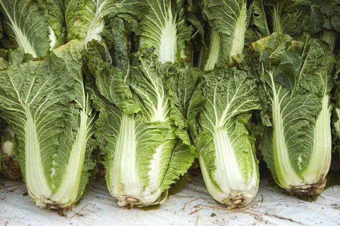 Harvested Chinese cabbage as a well-known vegetable with C