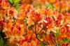 Rhododendron arter och sorter: De 20 vackraste