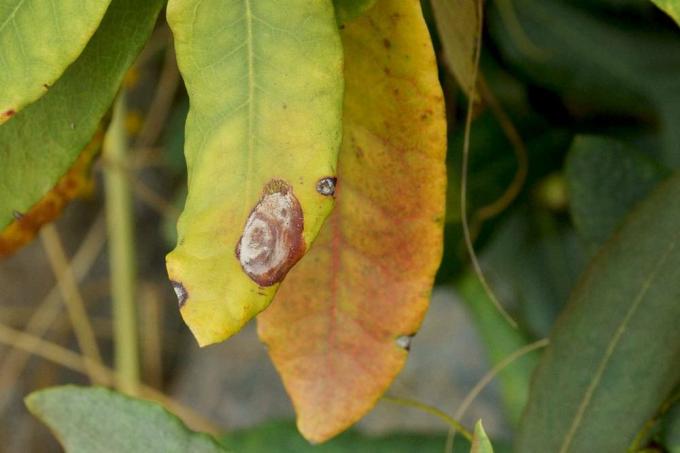 желто-коричневые обесцвеченные листья рододендрона