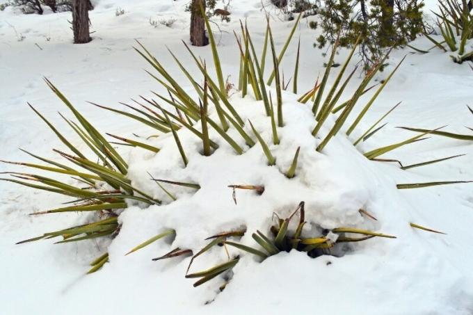 Palmier yucca couvert de neige en hiver